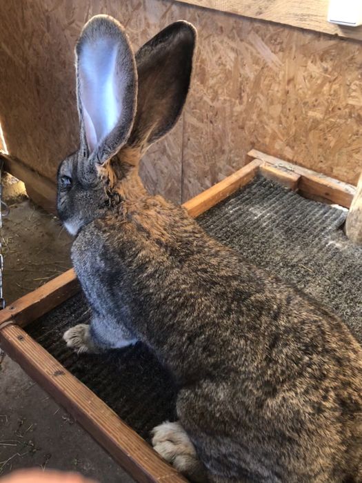 Бельгійський Велетень