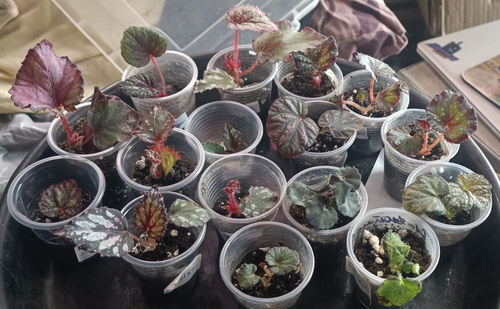 Набір.Бегонії декоративно листяні.