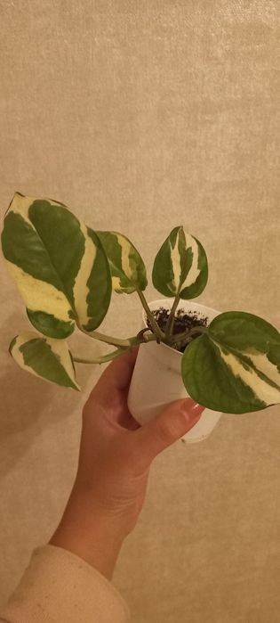 Епіпремнум .Кімнатна рослина