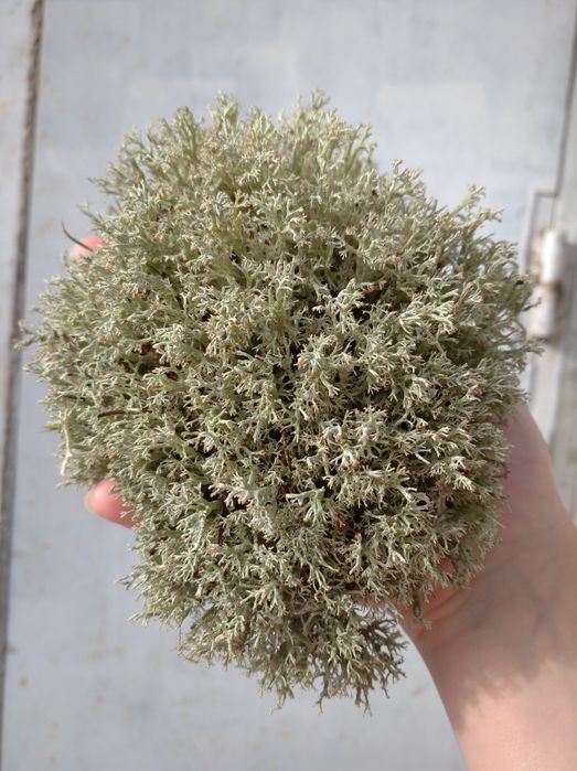 Ягель для улиток и растений