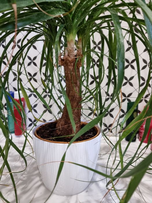 Beaucarnea recurvata Beukarnea duży okaz ponad 70cm wysokości