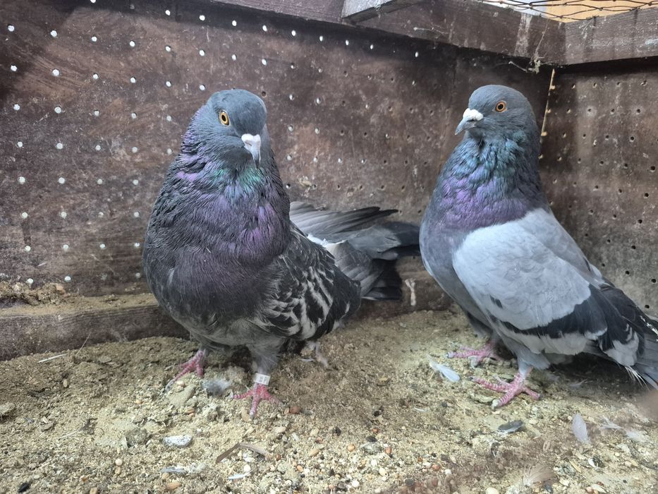 Gołębie orliki mikołajewskie