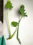 Philodendron radiatum monstera różne rośliny kolekcjonerskie