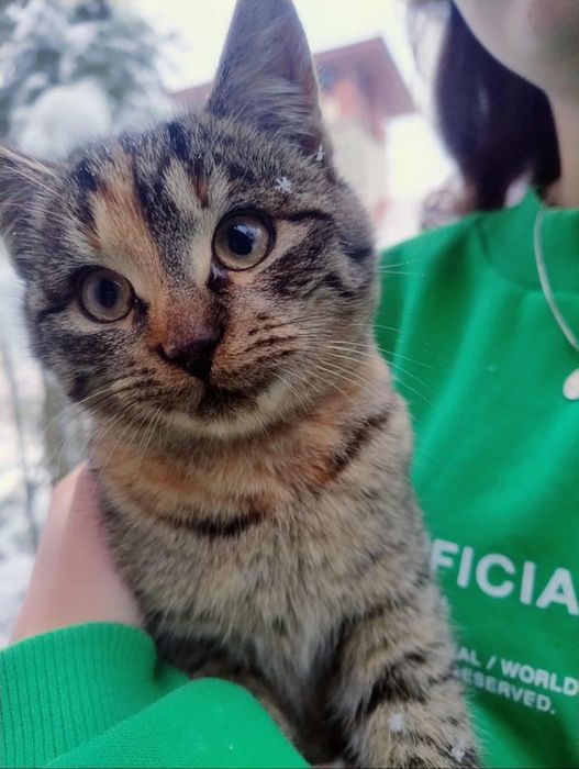 Kotek młody za darmo