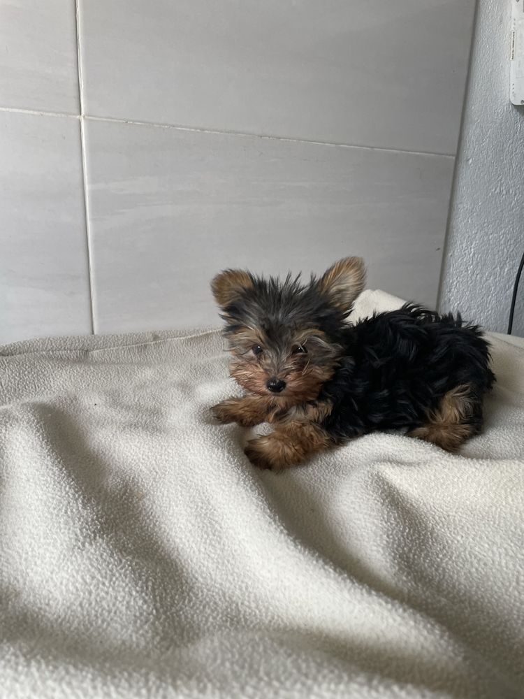 Yorkshire Terrier femea mini