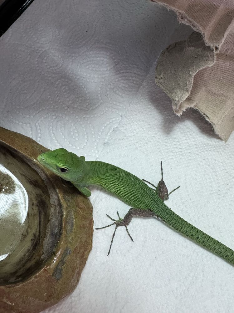 Gastropholis prasina mint jaszczurka szmaragdowa półroczna samiczka
