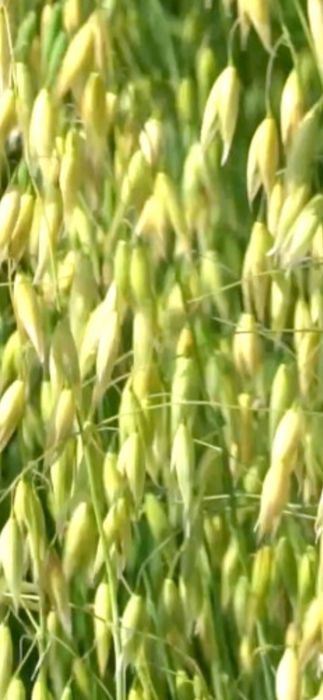 Owies mieszanka 2025