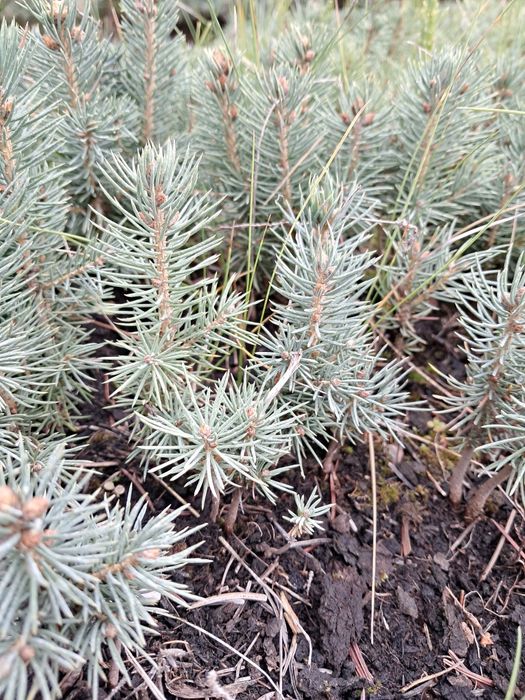 Sprzedam sadzonki świerk srebrny kaibab 2-letni wys okolo 10 cm