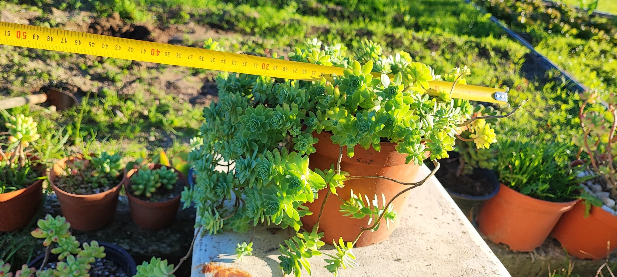 Planta suculenta
