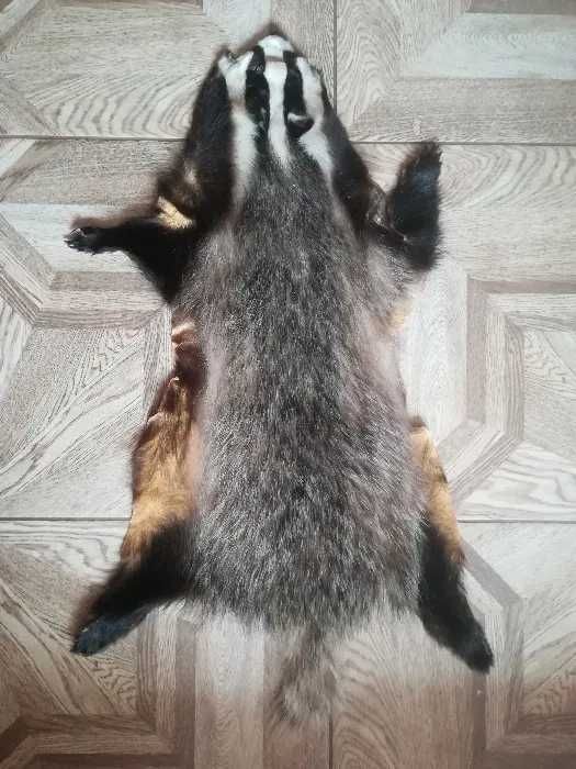 Skóra z borsuka po wyprawie.
