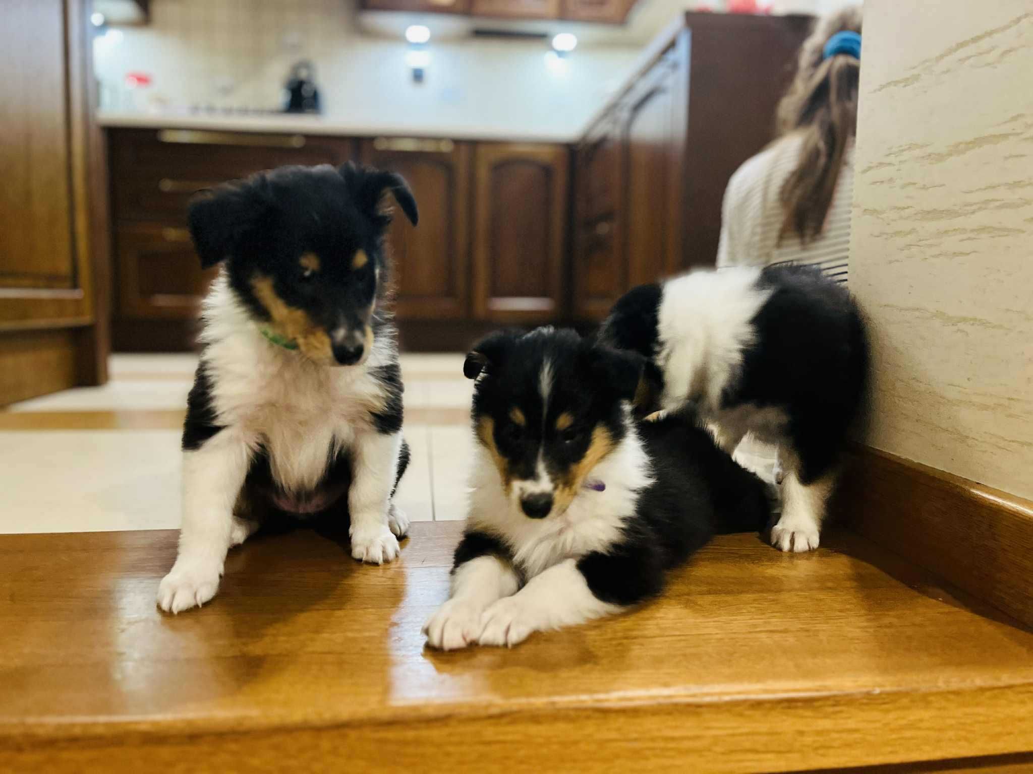 Szczeniak suczka Owczarek szkocki długowłosy - Collie (rezerwacja)