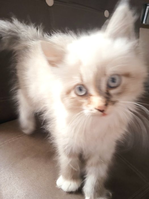 Киця, кішка ,  6 міс віддам