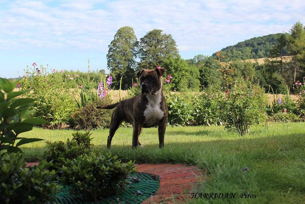 Amstaff szczeniaki