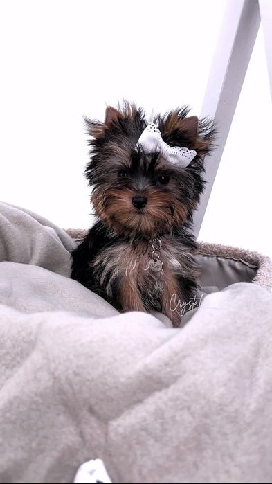 York Yorkshire terrier FCI : GAJA - suczka