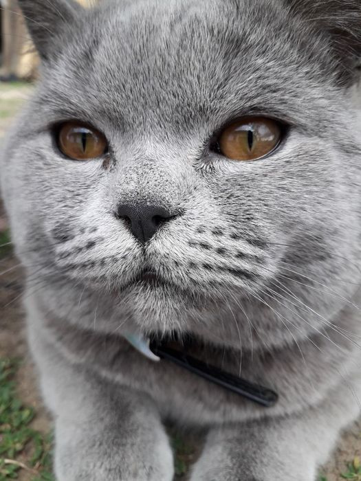 Шотландський прямовухий котик чекає на в'язкуВ'язка