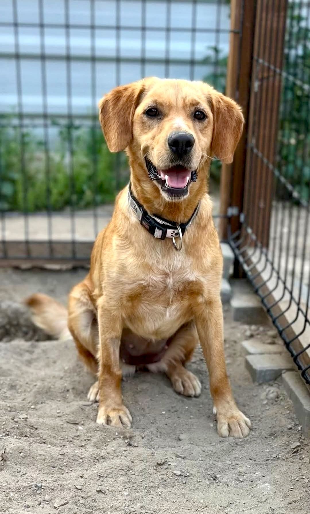 Eliza gorąco poleca się do adopcji:)