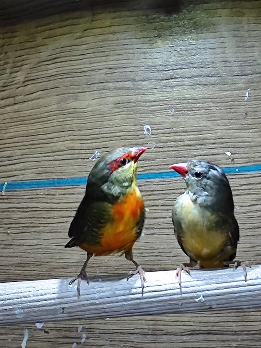 Bengalik złotobrzuchy  Astryldy astryld