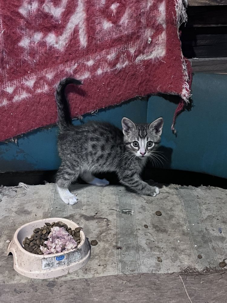 Бесплатно котята