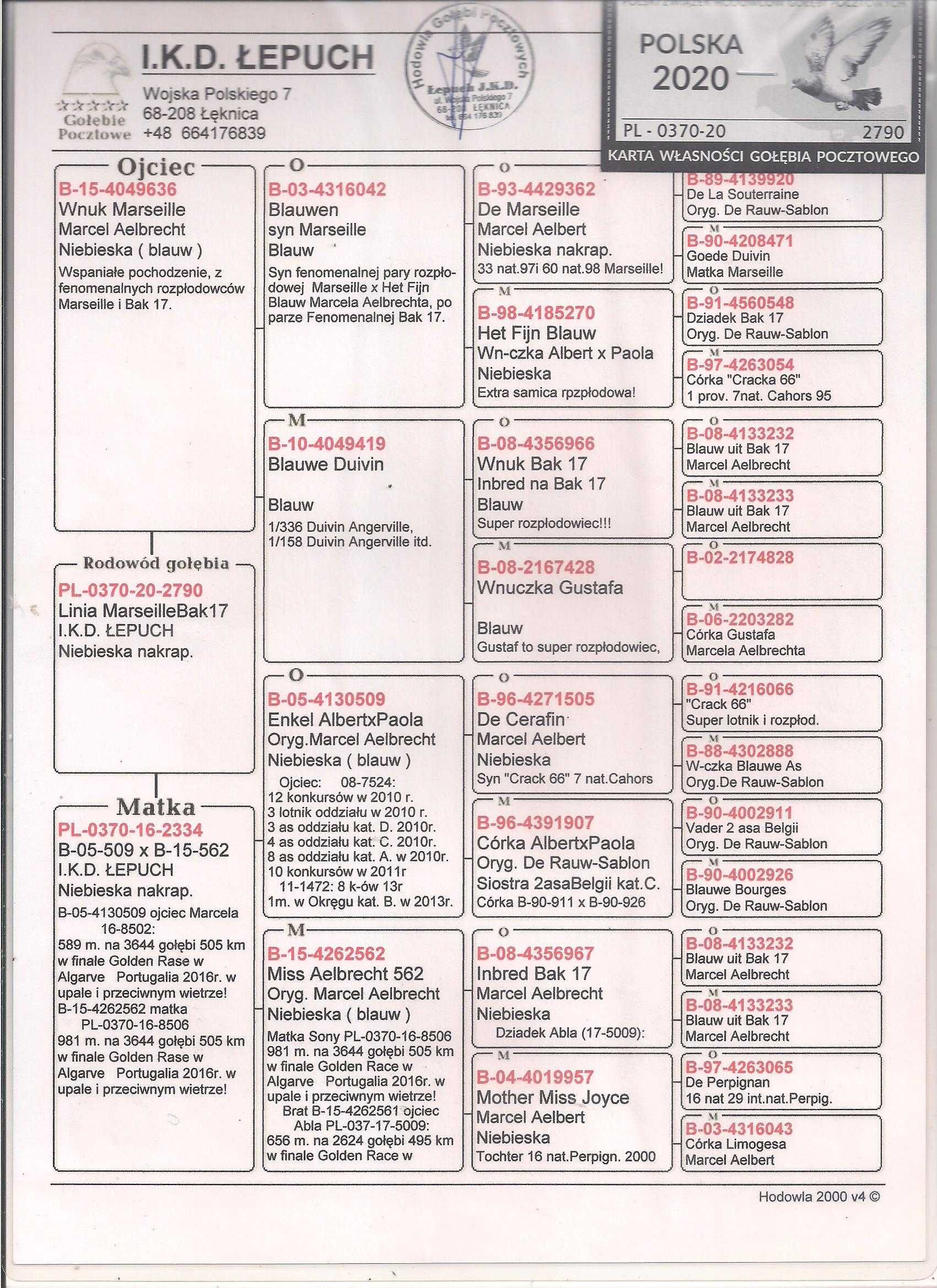 Para 47 Oryg. IKD Łepuch gołąb gołębie pocztowe Aelbrecht x Replaya