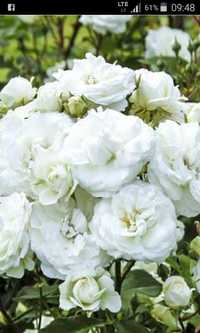 Róże okrywowe - białe-różowe