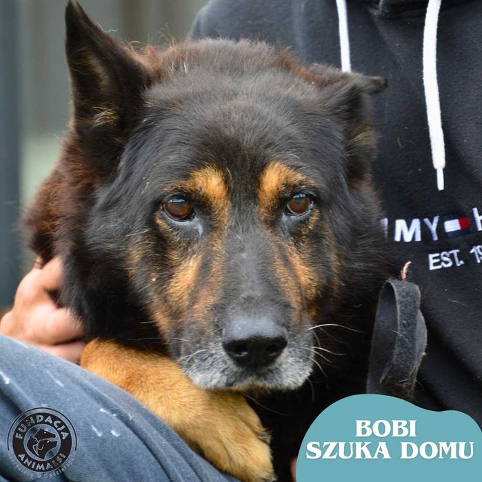 Bobi w typie owczarka niemieckiego szuka domu
