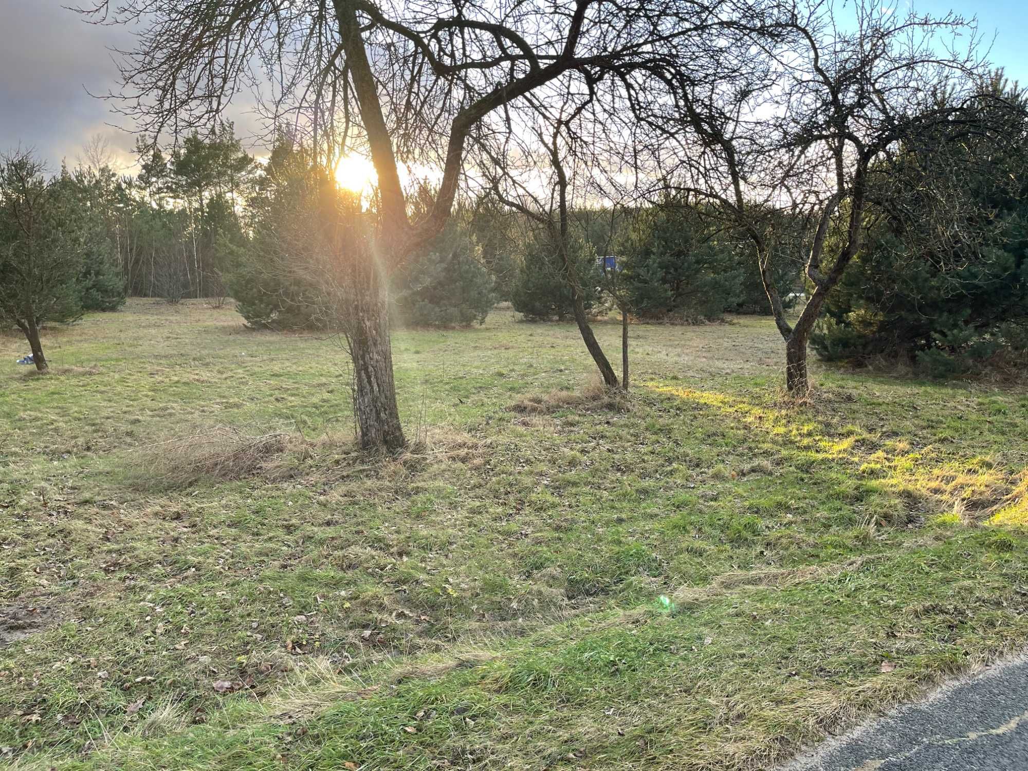 Działka w pobliżu Wilgi. Uśniaki to polana wśród sosnowych lasów.