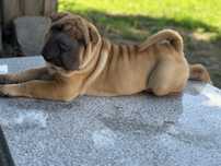 Shar Pei wyjątkowy i piękny chłopiec z Rodowodem FCI