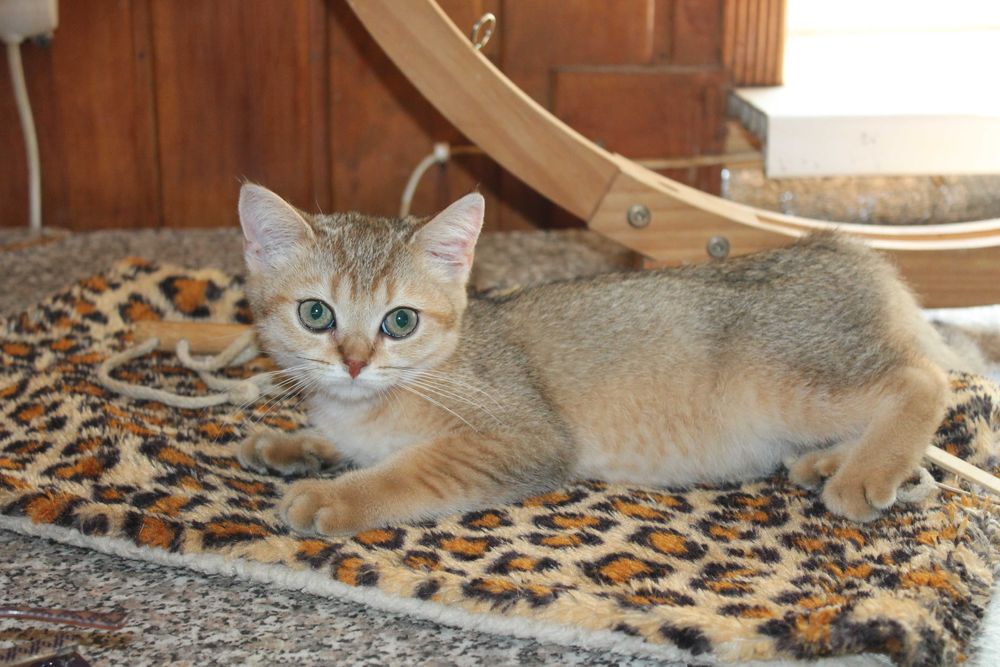 Золота шиншилла хлопчик з вет.паспортом