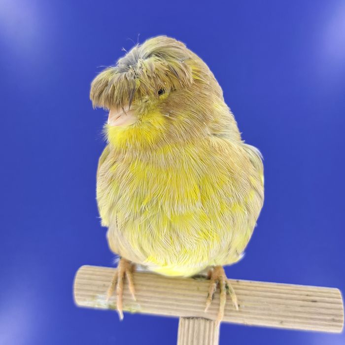 Kanarek, samiczka - sprzedam, Wrocław