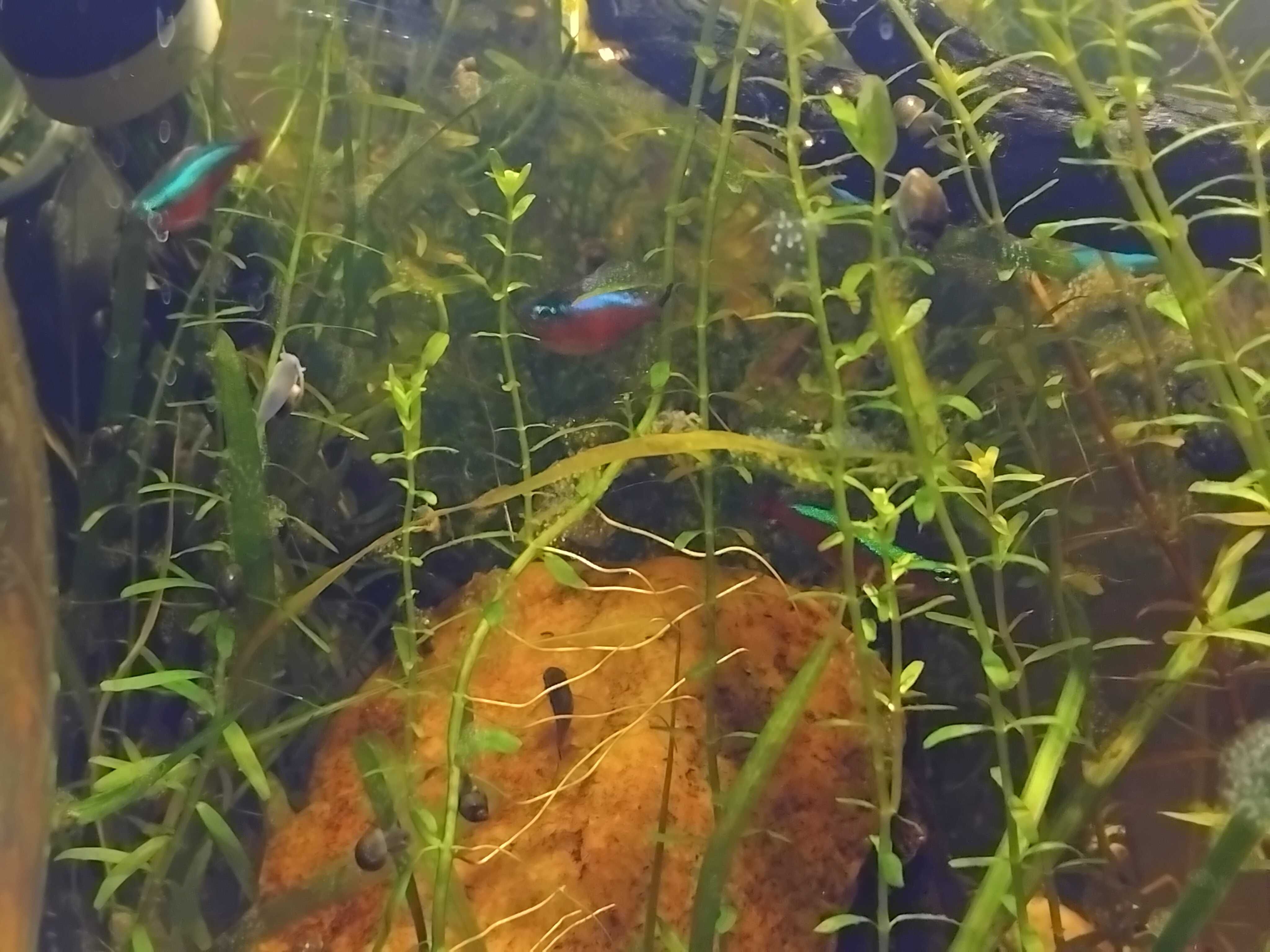 Mix de peixes y camaroes