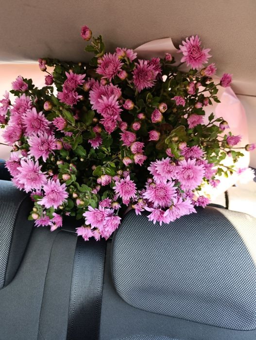 Продам хризантеми морозостійкі