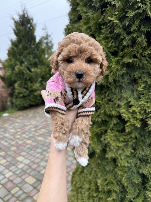 Карамельки мальтіпу чіповані