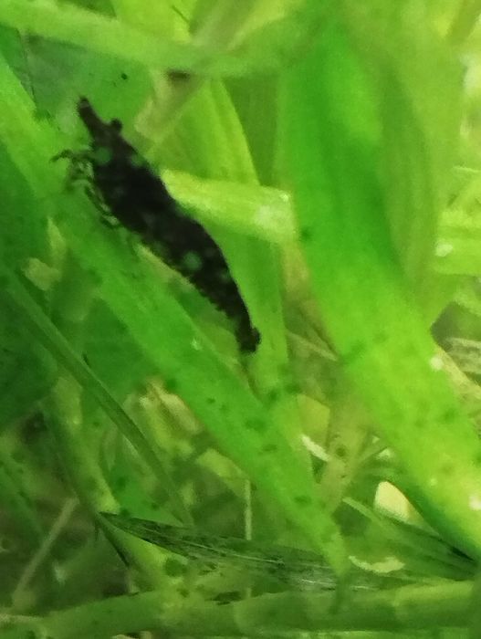 Krewetki blue Velvet