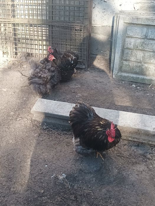 Jaja lęgowe kochina miniaturowego