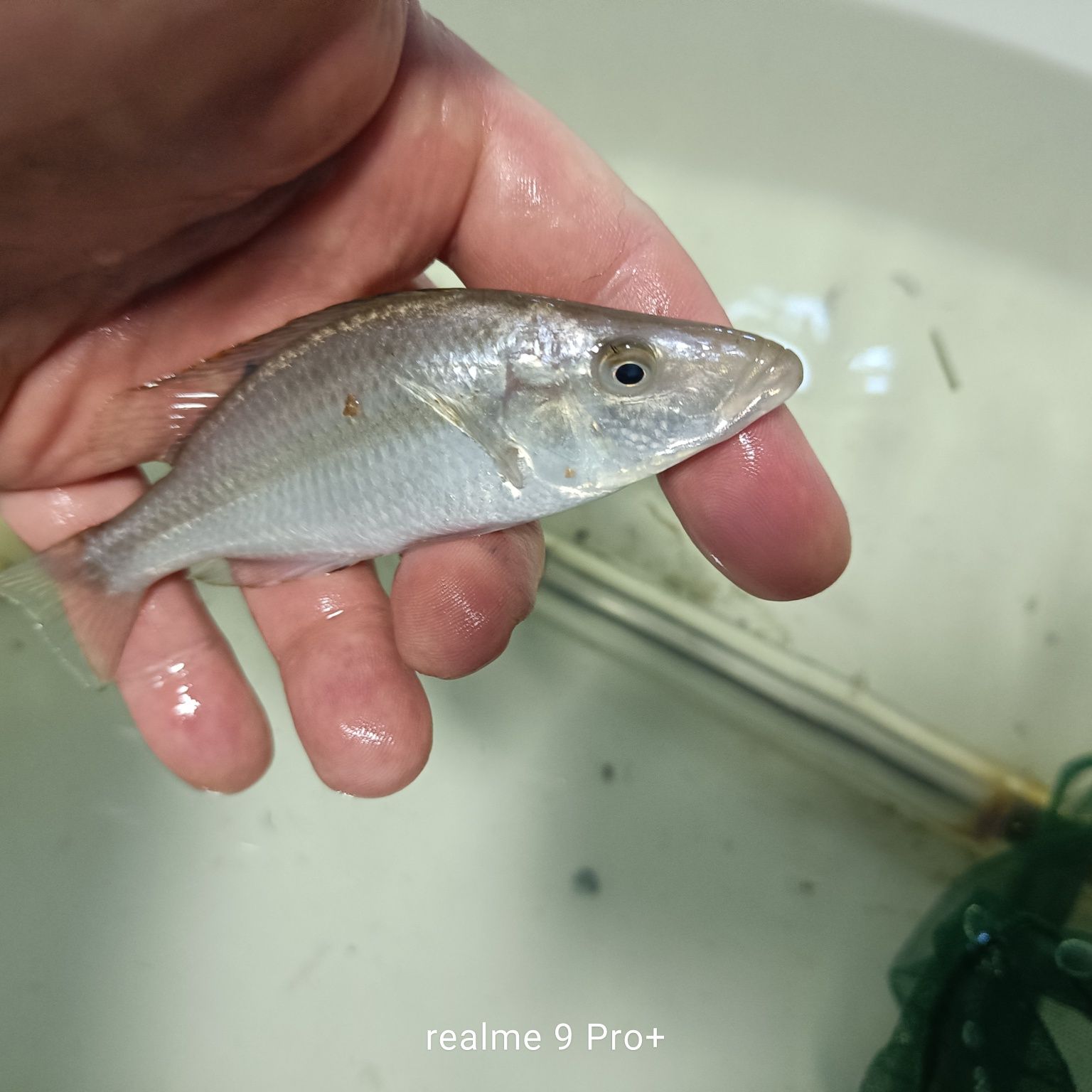 Dimidiochromis compressiceps
