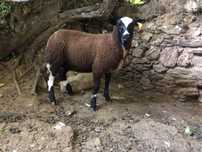 Vendo Borrego Texel Malhado Holandes
