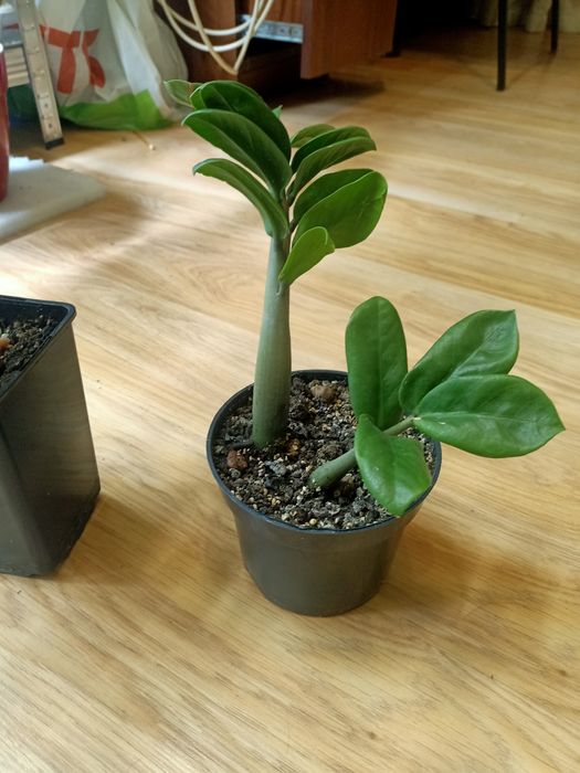 РАСПРОДАЖА Комнатных растений :зензи, монстеры, алоказии