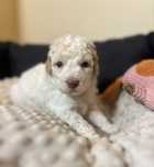Suczka Lagotto Romagnolo (Jaśminka) FCI