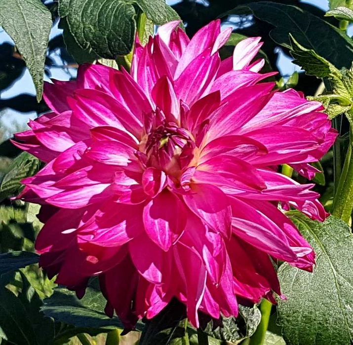 Георгіна або Жоржина