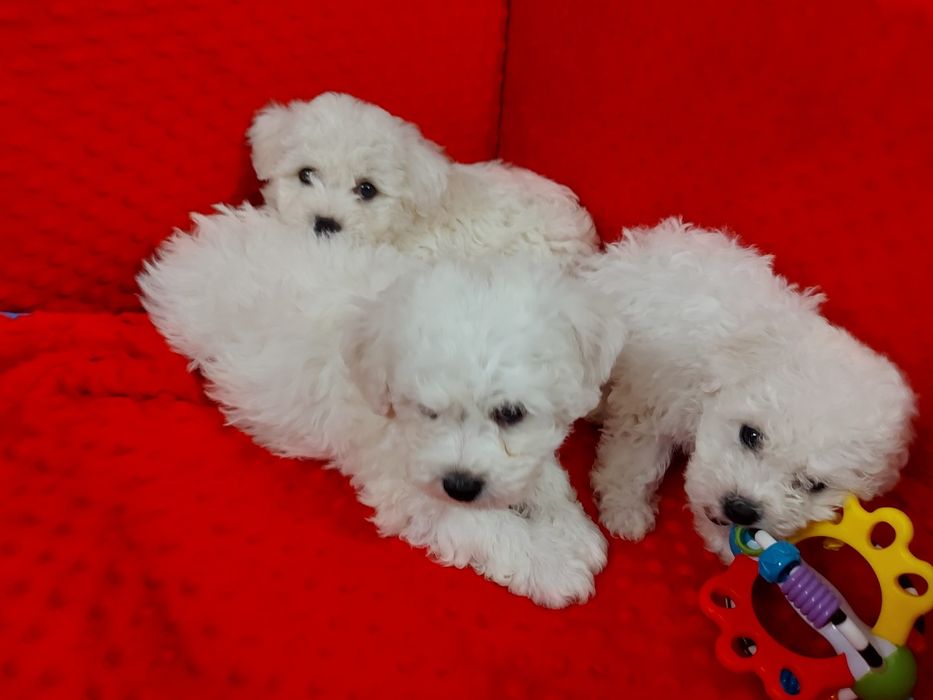 Bichon frise prześliczny piesek z rodowodem gotowy do odbioru