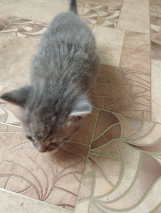 Маленькі пухнастики