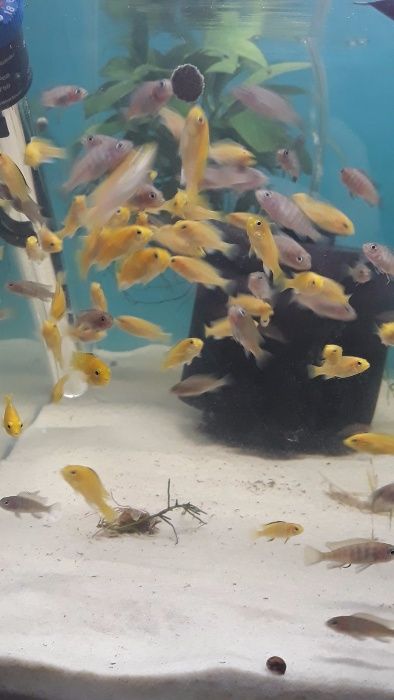 Ciclidios africanos- Labidochromis caeruleus