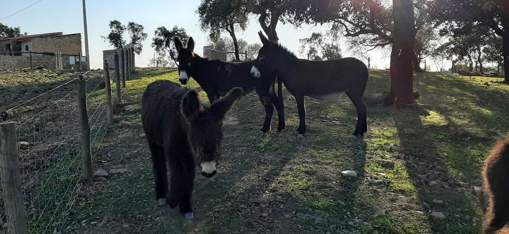 Vende-se burros e burras da raça BURRO DE MIRANDA