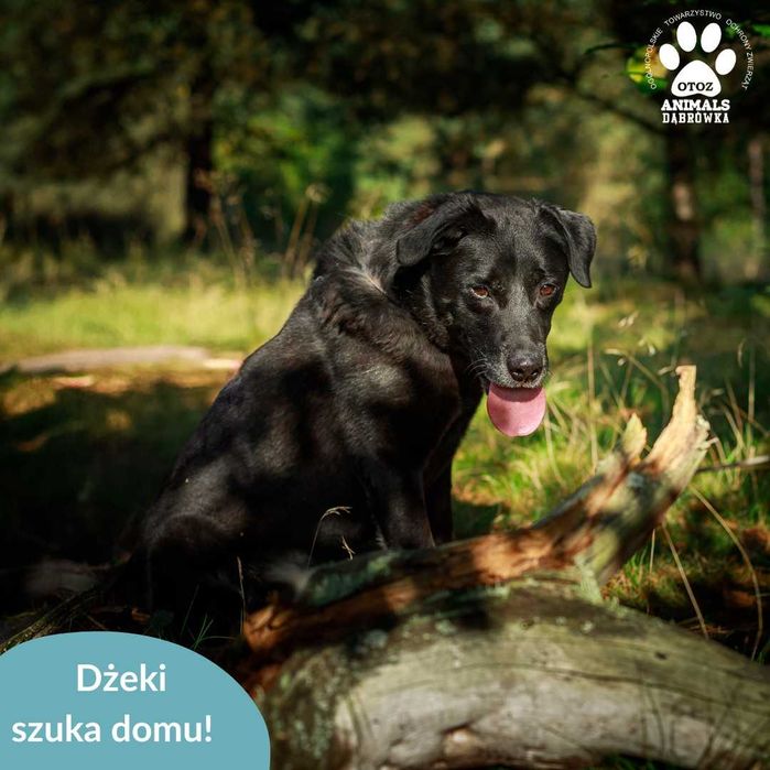 Dżeki szuka domu