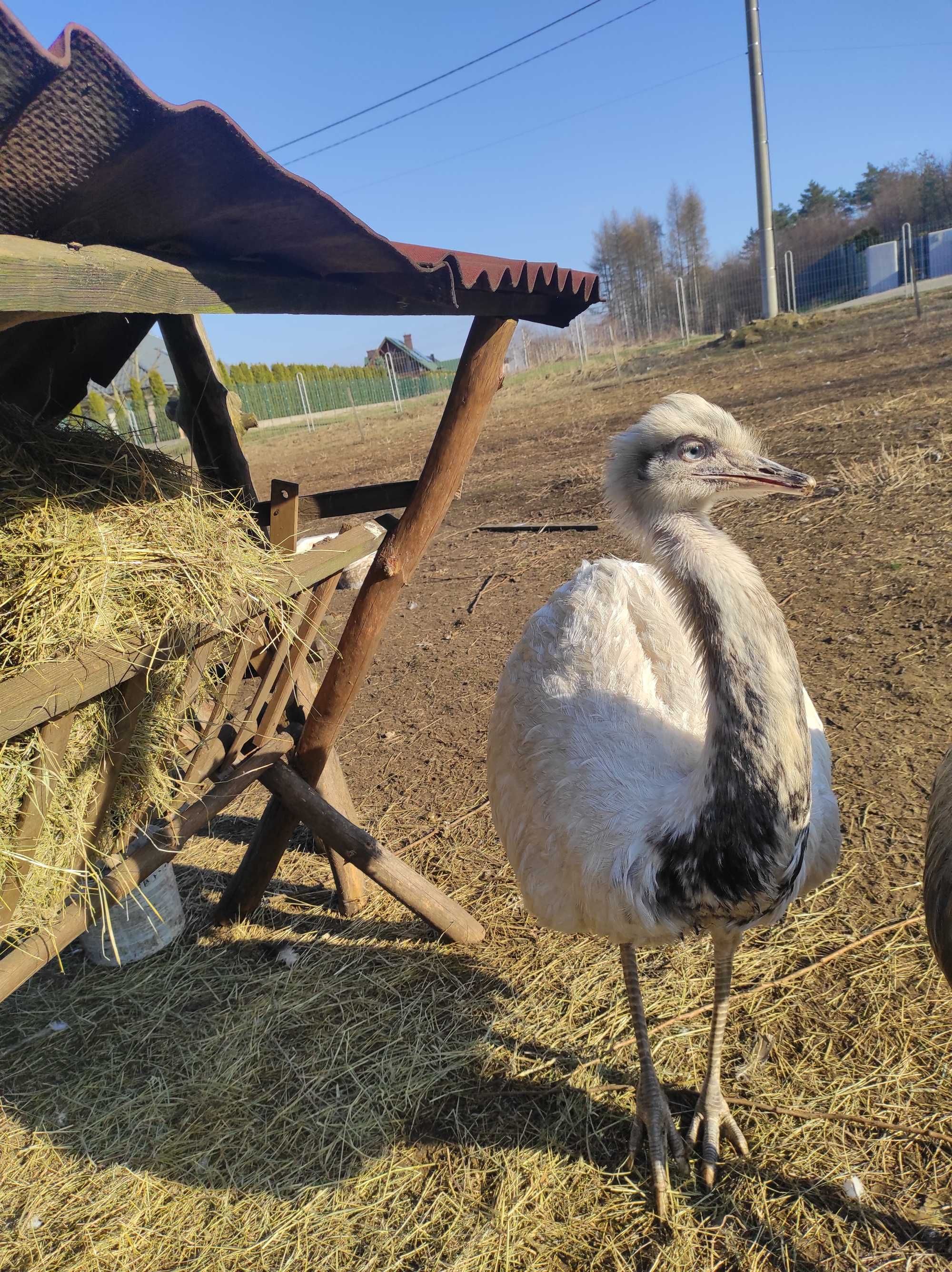 Struś nandu biały 3 letni samiec