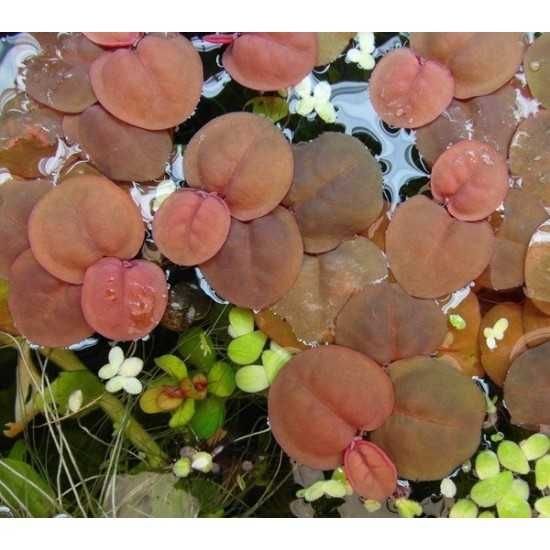 Phyllanthus fluitans, esponja flutuante – Planta aquática