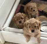 Cavapoo piesek mix cavalier & pudel toy red