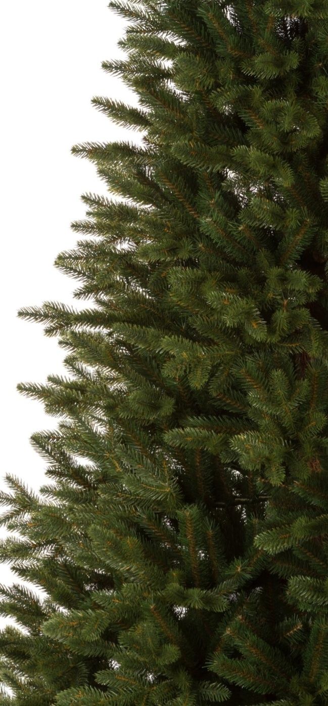 Świerk kanadyjski Clarex