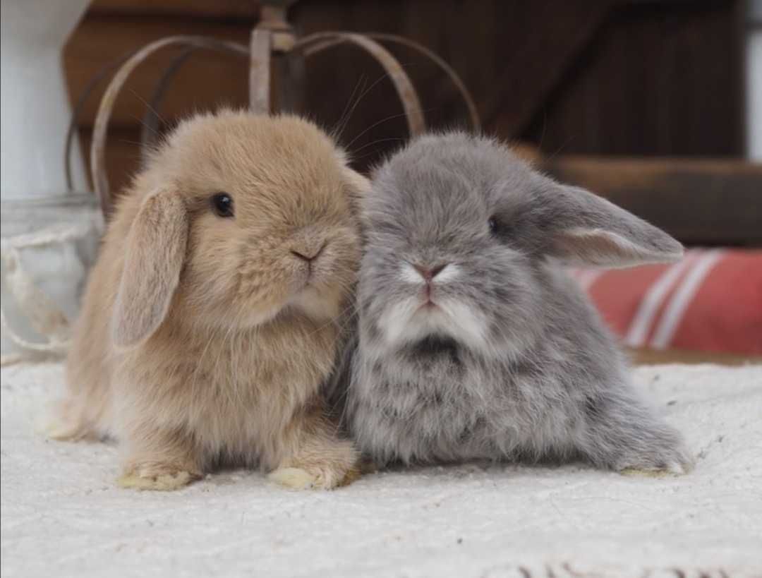 KIT Coelhos anões mini lop, orelhudos lindíssimos e super inteligentes