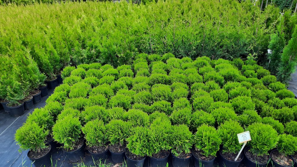 Tuja Szmaragd 100-110 cm Thuja Smaragd Transport Sadzenie